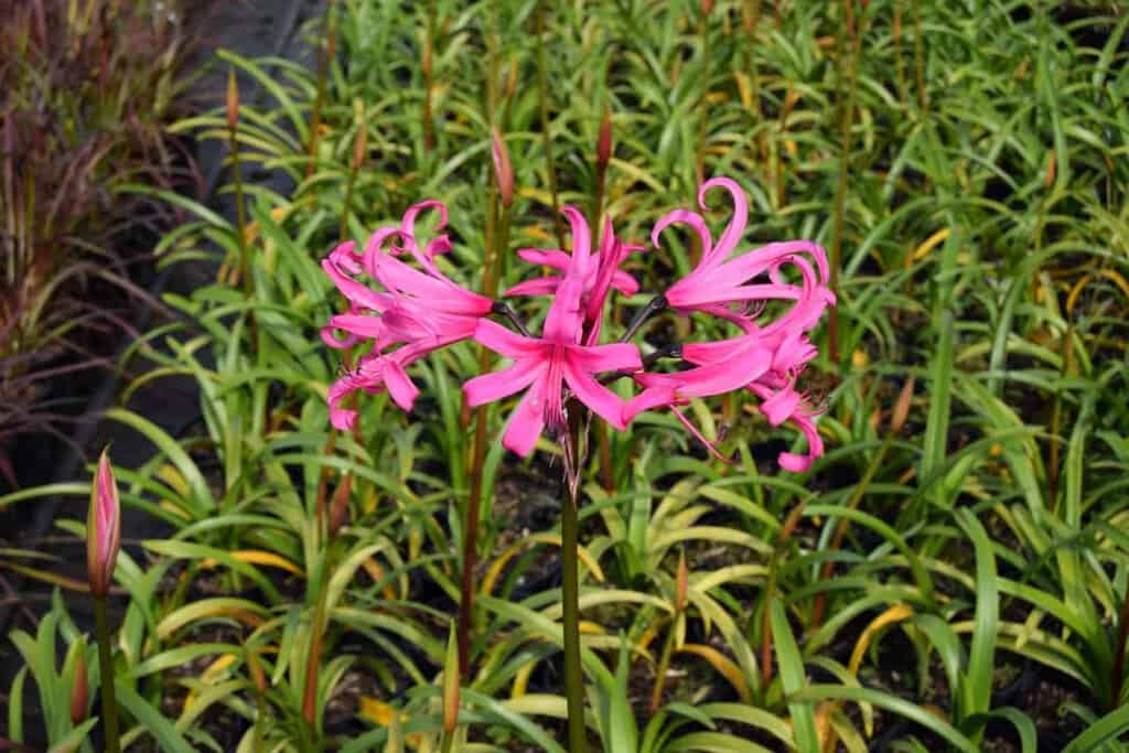 Nerine bowdenii ---
